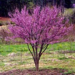 Ace Of Hearts Redbud Tree -Evergreen Store Ace of Hearts 1