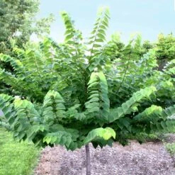 Ace Of Hearts Redbud Tree -Evergreen Store Ace of Hearts 2