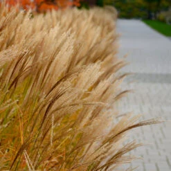 Adagio Maiden Grass -Evergreen Store Adagio Madien Grass 7 FGT