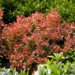 Admiration Barberry Shrub 6 Admiration Barberry Shrub -Evergreen Store Admiration Barberry 1