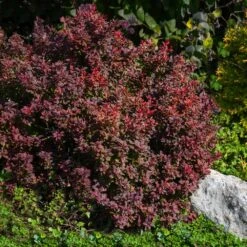 Admiration Barberry Shrub 7 Admiration Barberry Shrub -Evergreen Store Admiration Barberry 2