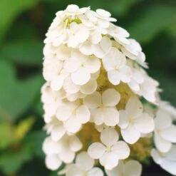 Alice Oakleaf Hydrangea 6 Alice Oakleaf Hydrangea -Evergreen Store Alice Oakleaf Hydrangea 2