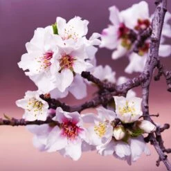 All-in-One Almond Tree -Evergreen Store All in One Almond 3 213f37af fac9 49c5 8a19 0aa42ca679e9