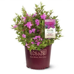 Autumn Amethyst® Encore® Azalea 5 Autumn Amethyst® Encore® Azalea -Evergreen Store Amathyst Encore Azalea 1