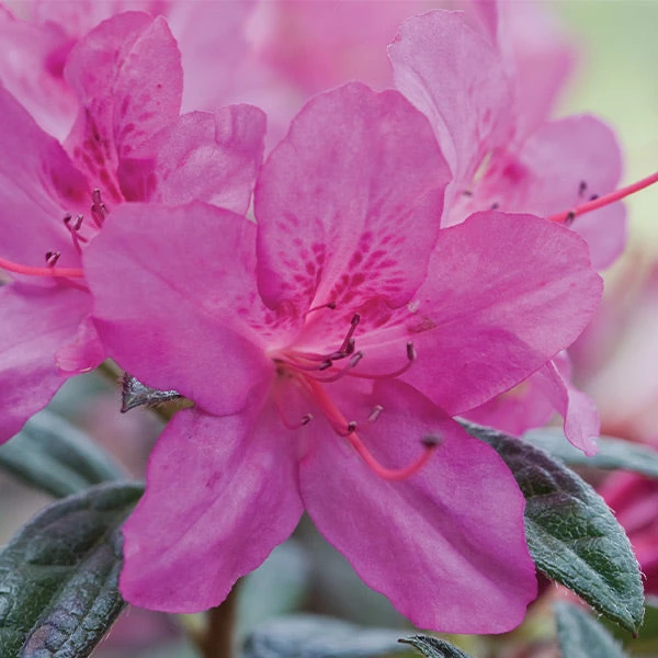 Autumn Amethyst® Encore® Azalea 1 Autumn Amethyst® Encore® Azalea