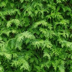 American Arborvitae -Evergreen Store American Arborvitae