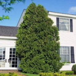 American Arborvitae -Evergreen Store American Arborvitae 6