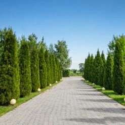 American Arborvitae -Evergreen Store American Arborvitae 8 FGT