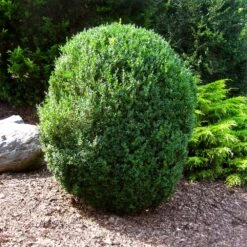 American Boxwood Shrub -Evergreen Store American Boxwood 1 FGT