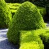 American Boxwood Shrub