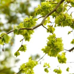 American Elm Tree -Evergreen Store American Elm Tree 8