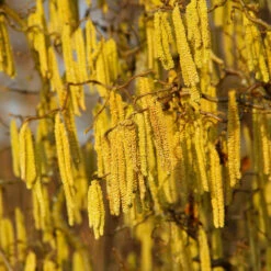 American Hazelnut Filbert -Evergreen Store American Hazelnut 2