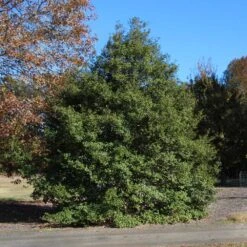 Greenleaf American Holly Shrub -Evergreen Store American Holly Greenleaf 1 FGT