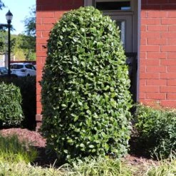 Greenleaf American Holly Shrub -Evergreen Store American Holly Greenleaf 6 FGT