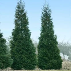 Full Speed A Hedge® American Pillar Arborvitae 9 Full Speed A Hedge® American Pillar Arborvitae -Evergreen Store American Pillar Arborvitae 1