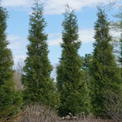 Full Speed A Hedge® American Pillar Arborvitae 11 Full Speed A Hedge® American Pillar Arborvitae -Evergreen Store American Pillar Arborvitae 3