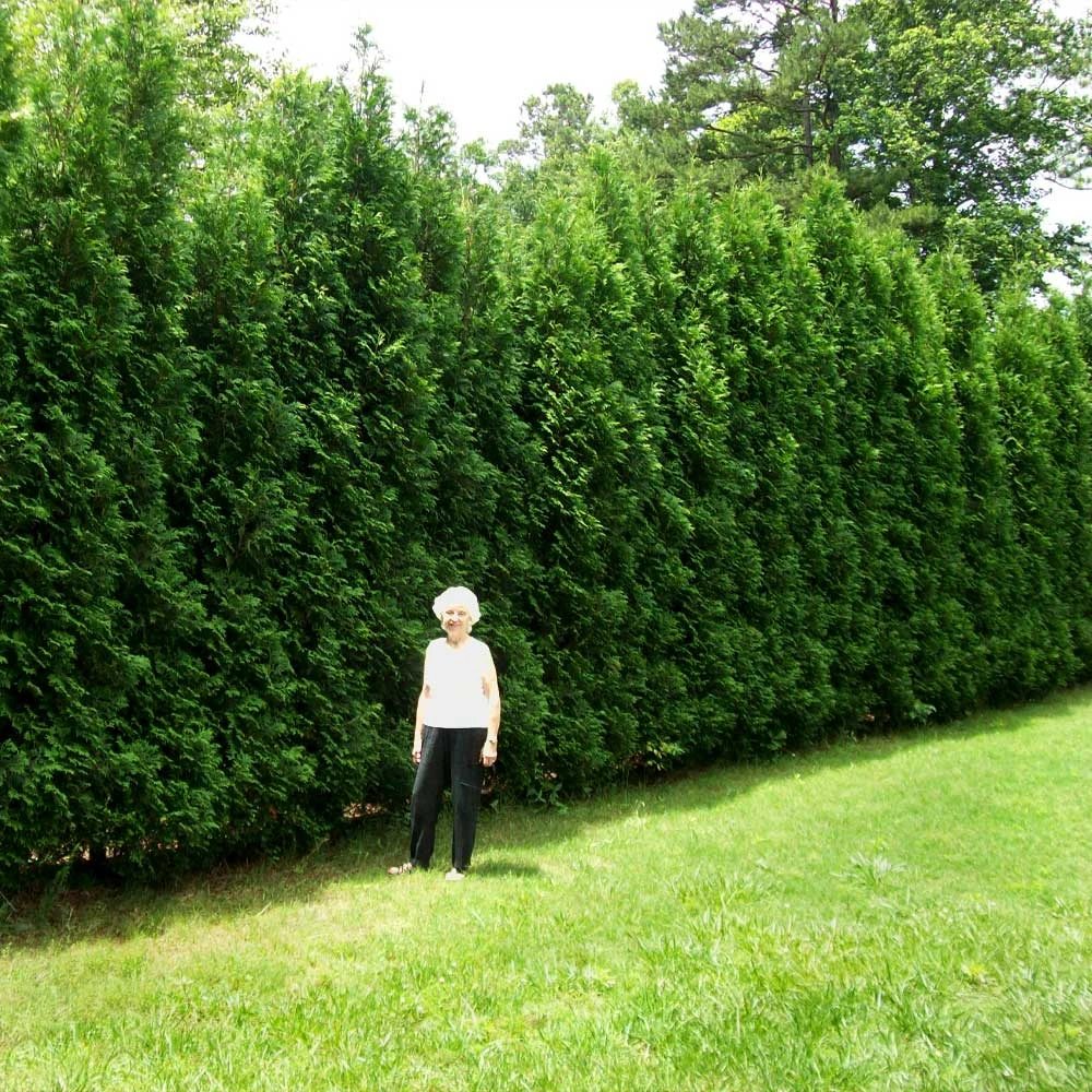 Full Speed A Hedge® American Pillar Arborvitae 2 Full Speed A Hedge® American Pillar Arborvitae - Image 2