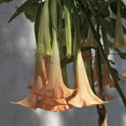 Peach Angel Trumpet -Evergreen Store Angel Trumpet Vine 1 FGT