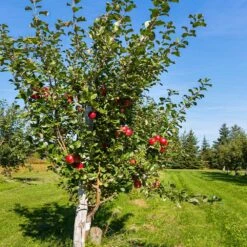 Anna Apple Tree -Evergreen Store Anna Apple 5 18fd1efa 6104 495b b124 94041e7fae48