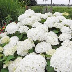Annabelle Hydrangea Shrub -Evergreen Store Annabelle Hydrangea 1 FGT