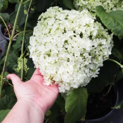 Annabelle Hydrangea Shrub -Evergreen Store Annabelle Hydrangea 3