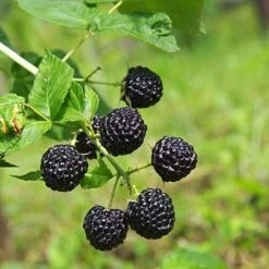 Apache Blackberry - USDA Organic 6 Apache Blackberry - USDA Organic -Evergreen Store Apache Blackberry 450 D1 4179cffd f3d4 477a bfba 36257375e93a