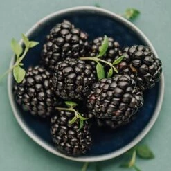 Apache Blackberry - USDA Organic 7 Apache Blackberry - USDA Organic -Evergreen Store Apache Blackberry 450 D2 0178c099 4324 413f a424 048cda519a64