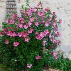 Aphrodite Rose Of Sharon Althea Shrub