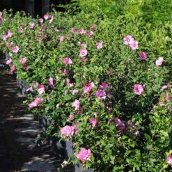 Aphrodite Rose Of Sharon Althea Shrub 7 Aphrodite Rose Of Sharon Althea Shrub -Evergreen Store Aphrodite Rose of Sharon 6 FGT
