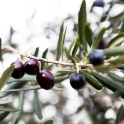 Arbequina Olive Tree - USDA Organic -Evergreen Store Arbequina Olive 2 FGT 59db1ad0 ae94 44e8 a3fd ed29b67f0ba4