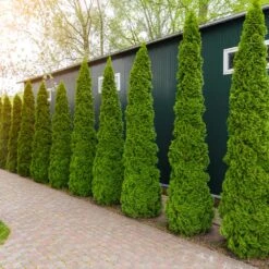 Degroot's Spire Thuja Arborvitae Tree -Evergreen Store Arborvitae degroots Spire 6 FGT