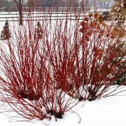 Arctic Fire® Red Twig Dogwood -Evergreen Store Arctic Fire Twig Dogwood 5 FGT