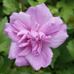 Ardens Rose Of Sharon Althea Shrub 6 Ardens Rose Of Sharon Althea Shrub -Evergreen Store Ardens Rose of Sharon 3