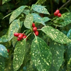 Japanese Gold Dust Aucuba Shrub 5 Japanese Gold Dust Aucuba Shrub -Evergreen Store Aucuba Japonica Gold Dust 2 FGT