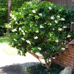 August Beauty Gardenia Shrub 9 August Beauty Gardenia Shrub -Evergreen Store August Beauty Gardenia 3 FGT