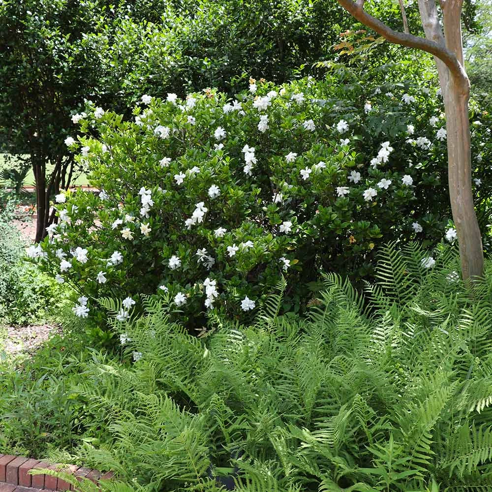 August Beauty Gardenia Shrub 4 August Beauty Gardenia Shrub - Image 4