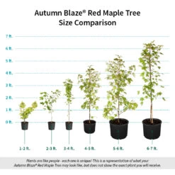 Autumn Blaze® Red Maple Tree -Evergreen Store Autumn Blaze Red Maple Size Comparison ugc test