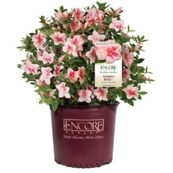 Autumn Belle® Encore® Azalea Shrub -Evergreen Store Autumn Belle Encore Azalea 1