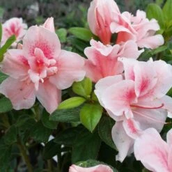 Autumn Belle® Encore® Azalea Shrub -Evergreen Store Autumn Belle Encore Azalea FGT 3