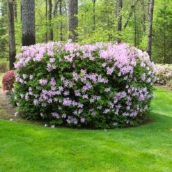 Autumn Belle® Encore® Azalea Shrub -Evergreen Store Autumn Belle Encore Azalea FGT 5