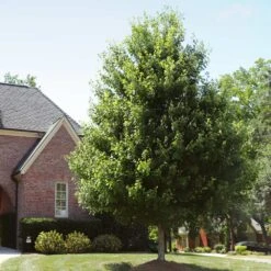 Autumn Blaze® Red Maple Tree -Evergreen Store Autumn Blaze Maple 2 FGT