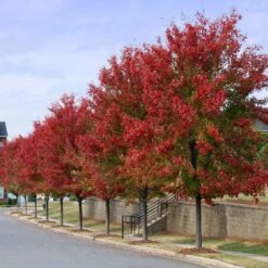 Autumn Blaze® Red Maple Tree -Evergreen Store Autumn Blaze Maple 3 FGT