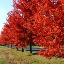 Autumn Blaze® Red Maple Tree -Evergreen Store Autumn Blaze Maple FGT