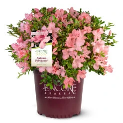 Autumn Debutante® Encore® Azalea 10 Autumn Debutante® Encore® Azalea -Evergreen Store Autumn Debutante Encore 4