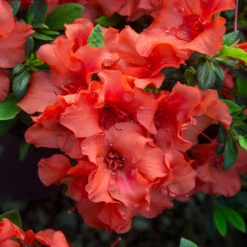 Autumn Embers® Encore® Azalea -Evergreen Store Autumn Embers Azalea 5
