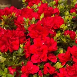 Autumn Bonfire® Encore® Azalea -Evergreen Store Autumn Encore Bonfire Azaleas 1