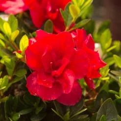 Autumn Bonfire® Encore® Azalea -Evergreen Store Autumn Encore Bonfire Azaleas 3