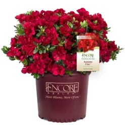 Autumn Fire® Encore® Azalea Shrub -Evergreen Store Autumn Fire Encore Azalea 1