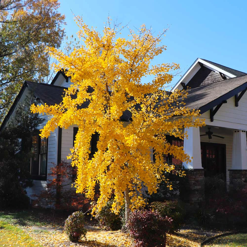 Autumn Gold Ginkgo Tree 4 Autumn Gold Ginkgo Tree - Image 4