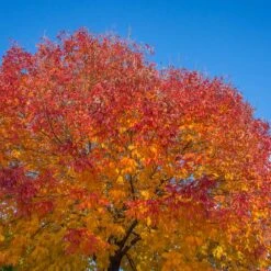 Autumn Purple Ash Tree -Evergreen Store Autumn Purple ash 1